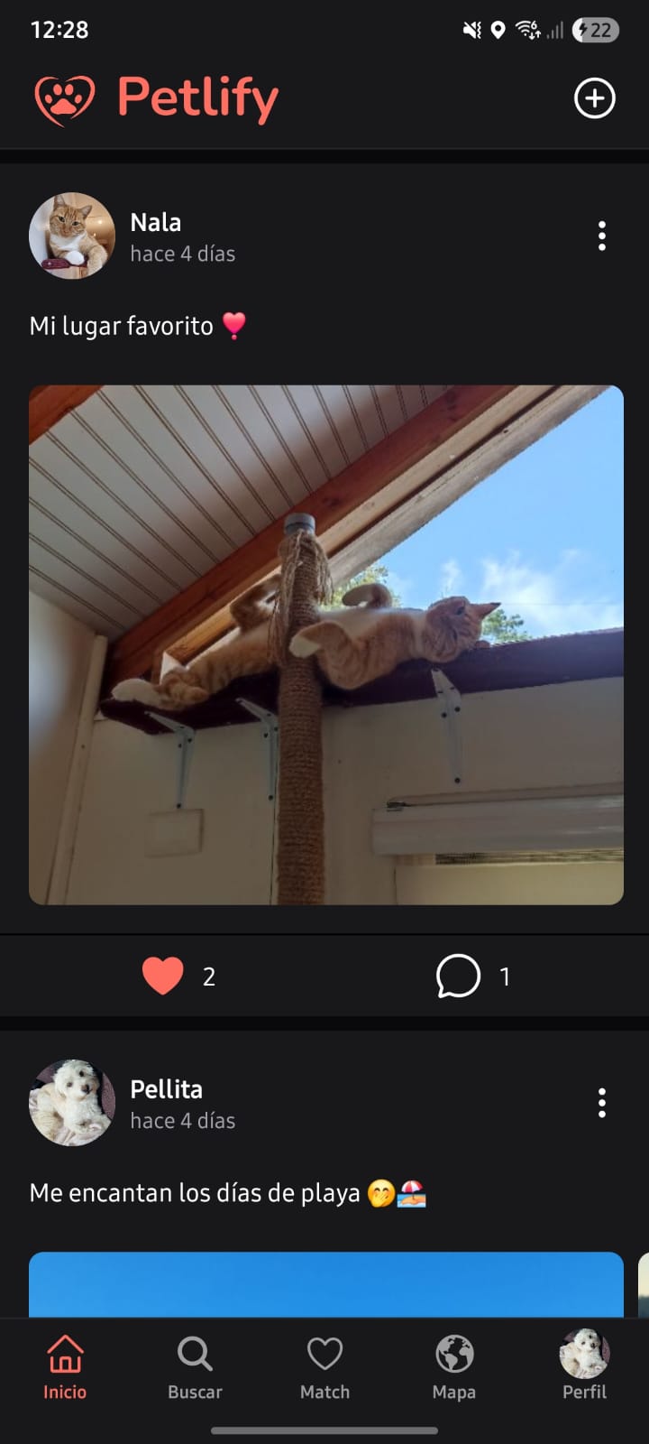 Feed de Petlify