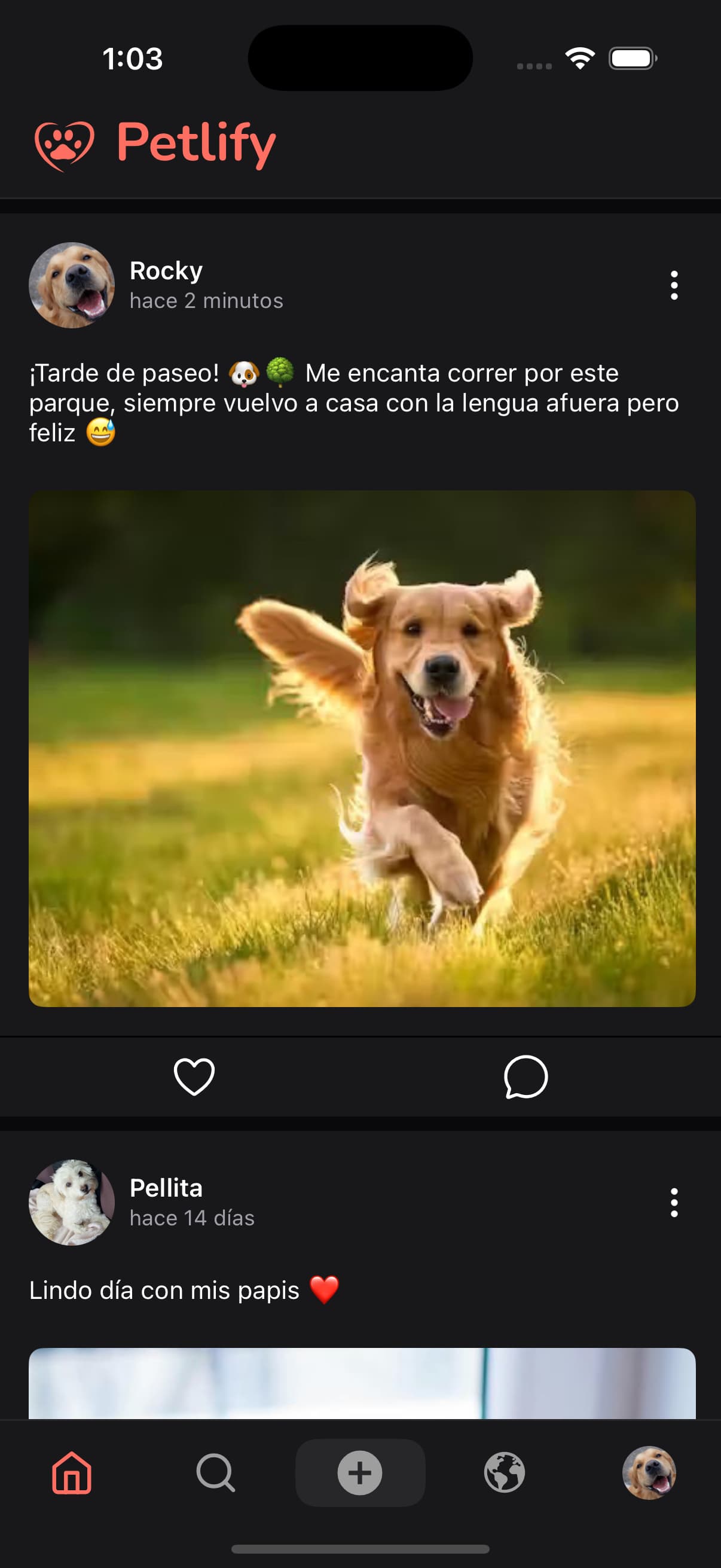 Feed de Petlify